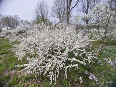 -莱阳濯村樱花园