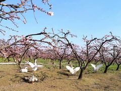 -樂桃源奉贤黄桃种植采摘基地
