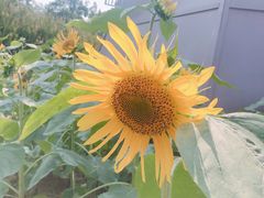 -武汉紫薇都市田园