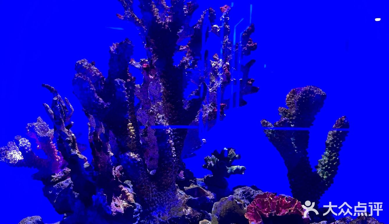 和美人鱼一起潜水啦