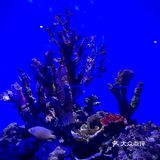 和美人鱼一起潜水啦