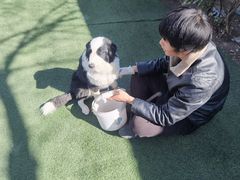 -宠物寄养训练学校
