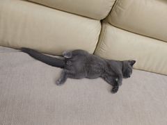 -安安宠医宠物医院·异宠·犬猫内科(岳阳分院)