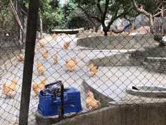 -满記土窑烧鷄波浪山莊