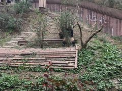 -成都大熊猫繁育研究基地