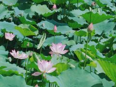 -荔湾湖公园
