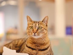 -猫的天空之城概念书店(杭州南宋御街店)