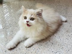 -lincat·猫舍(广州店)