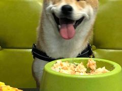 -百好乐宠物友好餐厅(朝外大街店)