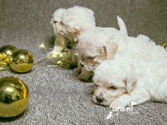 -超宠爱宠物摄影-Super pet