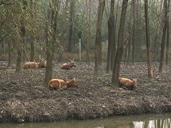 -溱湖国家湿地公园