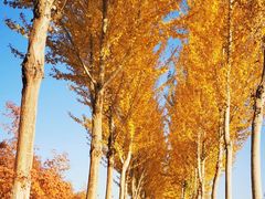 -金塔沙漠胡杨林景区