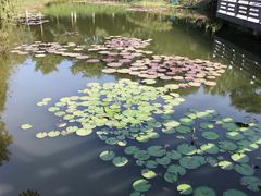 -东莞植物园