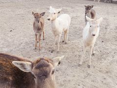 -北京麋鹿生态实验中心