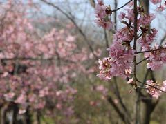 -顾村公园