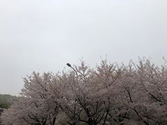 -武汉大学-樱园