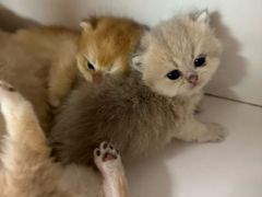 -十月米努特矮脚猫舍