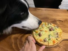 -百好乐宠物友好餐厅(朝外大街店)