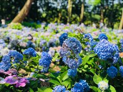 -上海共青森林公园