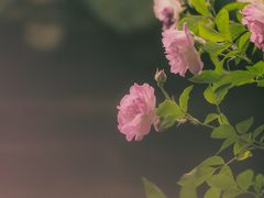 -艺圃