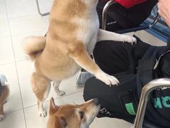 -怪兽屋·羊驼·猫咖·狗咖(俊华广场店)