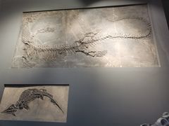 -辽宁古生物博物馆