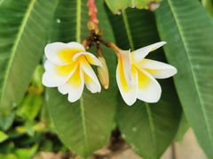 -海口绿发希尔顿酒店-田园汇自助餐·三文鱼·海鲜