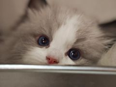 -三花喵·撸猫购宠·宠物生活馆(虹桥南丰城店)