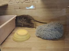 -平行世界·猫咖(首经贸店)