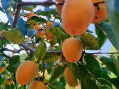 -即墨鹤山风景区