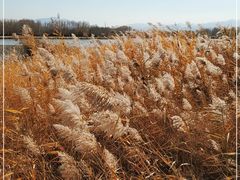 -野鸭湖国家湿地公园
