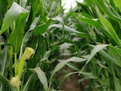 -海上花岛玫瑰园采摘