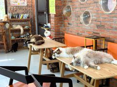 -豆逗聊愈猫阁Easy Life