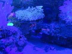 -上和臻品中国菜(花园街店)