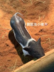 -Zoolung Zoolung动物主题公园(海信广场店)