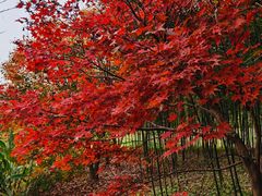 -上海共青森林公园