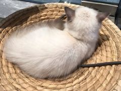 -瞄一喵猫咖(格力海岸店)