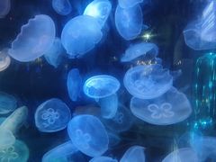 -泉城欧乐堡海洋极地世界