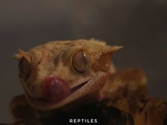 -酷以爬仙阁实体爬宠店·守宫·蜥蜴·专业繁育