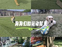 -宠物寄养训练学校