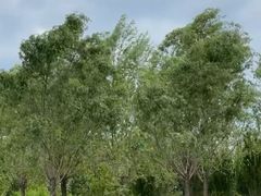 -永定河休闲森林公园