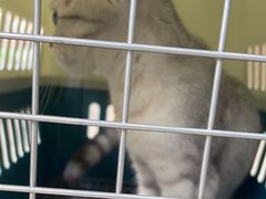 -瑞鹏宠物医院·夜间急症·心超·猫科(祖庙分店)