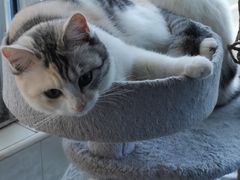 -关爱宠物医院·猫科中心·消化科(滨湖万达分院)