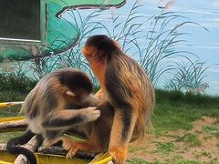 -西霞口神雕山野生动物世界