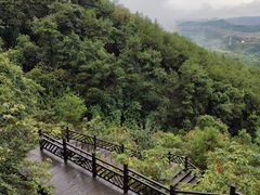 -铁山坪森林公园