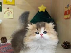 -猫十亿·布偶金渐层·曼基康矮脚猫舍(青年路店)
