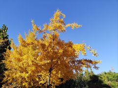-北京西山国家森林公园