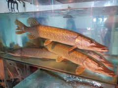 -煲来饱去冷水鱼