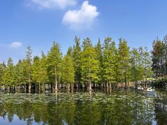 -白鹭湾湿地公园