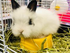 -钓仓鼠(洋桥北里小区店)